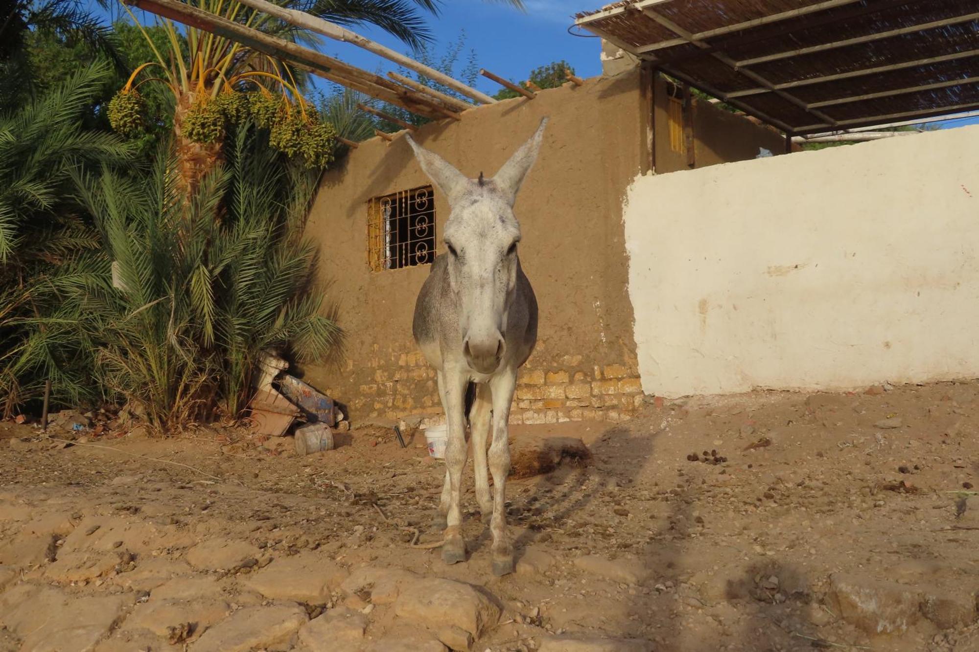 Nubian Lotus Bed & Breakfast Assuan Exterior foto